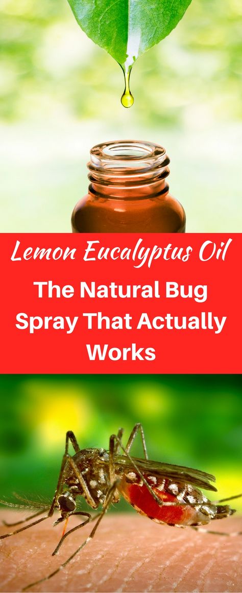 Lemon Eucalyptus Bug Spray, Lemon Eucalyptus Oil Uses, Eucalyptus Oil Uses, Natural Bug Spray Recipe, Mosquito Repellent Essential Oils, Essential Oil Bug Spray, Mosquito Repellent Homemade, Diy Mosquito Repellent, Natural Mosquito Repellent