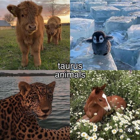 Taurus + Core + Aesthetic, Taurus Zodiac Quotes, Venus In Aries, Taurus Personality, Taurus Moon, Taurus Zodiac Facts, Taurus Quotes, Astrology Taurus, Zodiac Funny