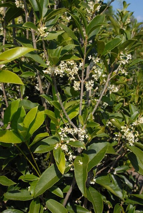 Tea Olive Tree, Osmanthus Tea, Sweet Osmanthus, Plant Parenthood, Osmanthus Fragrans, Broadleaf Evergreen, Drought Tolerant Garden, Fragrant Plant, Plant Problems