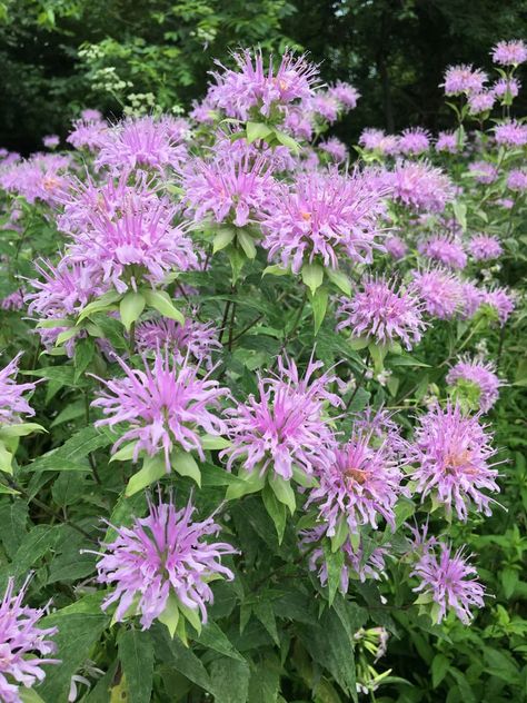 Native (Kansas) Wildflower: Wild Bergamot (100 seeds) | The Buffalo Seed Company Bergamot Plant, Gothic House Exterior, Kansas Wildflowers, Wild Bergamot, Deer Fence, Bees And Butterflies, Future Garden, Garden Inspo, Wild Harvest