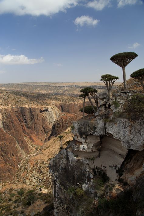 Socotra Aesthetic, Yemen Wallpaper, Yemen Aesthetic, Yemen Socotra, Socotra Yemen, Socotra Island, Old Western Towns, Socotra, Cheap Flight