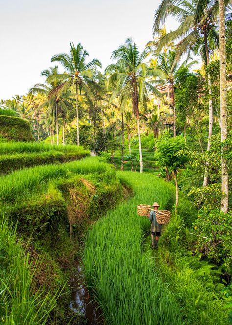 Ubud Travel Guide: Best Things to Do in Ubud Bali Photography, Ubud Palace, Unique Postcards, Bali Travel Guide, Epic Photos, Ubud Bali, Instagrammable Places, Best Resorts, Bali Travel