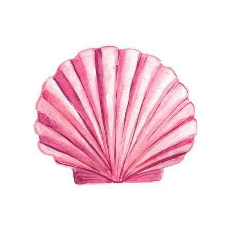 Seashell Watercolor, Seashell Drawing, Shell Drawing, Pink Seashell, Kalender Design, Plakat Design, Scallop Shell, Banner Printing, Summer Wallpaper