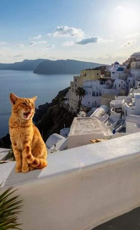 Cats In Greece, Animal Aesthetic, Summer Things, Visiting Greece, Orange Tabby, Gap Year, Gods Creation, Kitty Cats, Pretty Cats