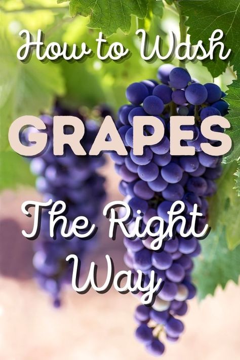 grapes hanging from a vine with text in front of it How To Wash Grapes, Wash Grapes, Grout Cleaner Recipe, Best Grout Cleaner, Homemade Grout Cleaner, Fruit Veggie Wash, Tire Planters, Amazing Food Hacks, Uses For Vicks