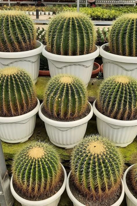 Grower's Guide for Expert Insights on Nurturing Healthy and Vibrant Golden Barrel Cacti. Elevate Your Cactus Garden Today! IG Photo by: zumira_plants Golden Ball Cactus, Golden Barrel Cactus, Root Structure, Cactus Care, Florida Gardening, Barrel Cactus, Cactus Garden, Flower Images, Tropical Plants