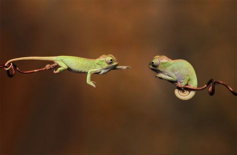 This chameleon that can't live without its soul mate. | The 25 Most Romantic Animals That Ever Lived Baby Chameleon, Perfectly Timed Photos, Reptiles And Amphibians, Lizards, Animal Photo, Gecko, Amphibians, 귀여운 동물, Wildlife Photography