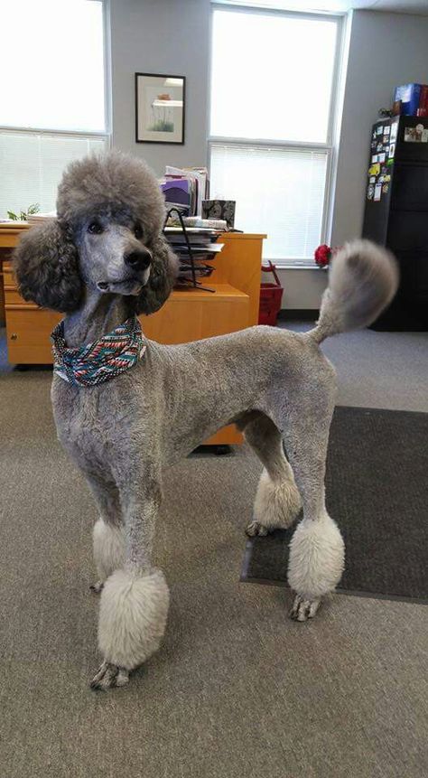 Standard Poodle Haircut Styles Summer, Standard Poodle Haircut Styles Short, Dog Vest Diy, Poodle Puppy Cut, Standard Poodle Cuts, Standard Poodle Grooming, Standard Poodle Haircuts, Poodle Haircuts, Poodle Haircut Styles