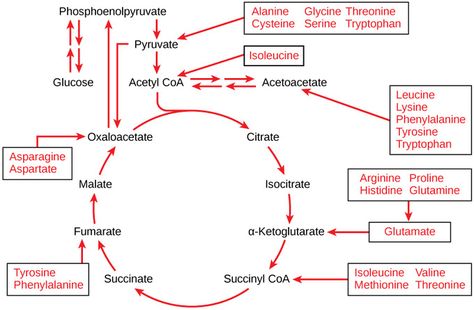 Connections of Carbohydrate, Protein, and Lipid Metabolic Pathways | Boundless Biology Respiration Diagram, What Are Carbs, Lipid Metabolism, Glucose Metabolism, Citric Acid Cycle, Biochemistry Notes, Biology Textbook, Acetyl Coa, Lower Cholesterol Naturally