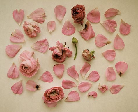 roses Lizzie Hearts, Rose Tyler, No Rain, Katniss Everdeen, Dragon Age, Summer Colors, Rose Petals, Pretty Flowers, Girly Things