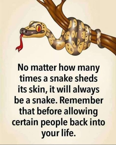 A Snake Will Always Be A Snake!! • #RememberThat Betrayal Quotes, Life Choices Quotes, Choices Quotes, Strong Mind Quotes, Words Of Wisdom Quotes, 10th Quotes, Karma Quotes, Very Inspirational Quotes, A Snake