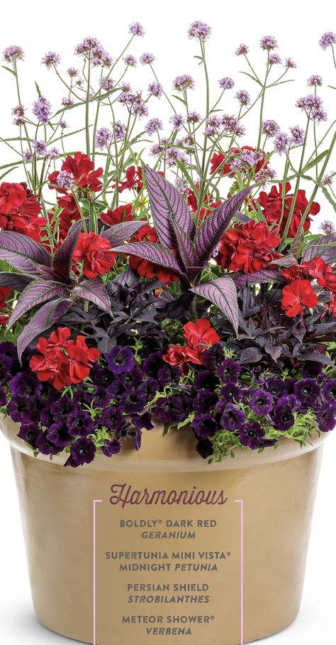 Saturated reds and purples come together to create this luxurious container garden recipe. 'Harmonious' combines Supertunia Mini Vista Midnight petunia with Boldly Dark Red geranium to fill the planter. From this base of flowers, Persian Shield's iridescent, colorful leaves of purple, green and silver extend upwards and outwards, working alongside Meteor Shower verbena's lollipop like lilac blooms to act as the 'thrillers' in this vibrant combination for sun. Verbena Lollipop, Persian Shield, Fall Containers, Container Garden Design, California House, Purple Plants, Red Geraniums, Proven Winners, Green And Silver