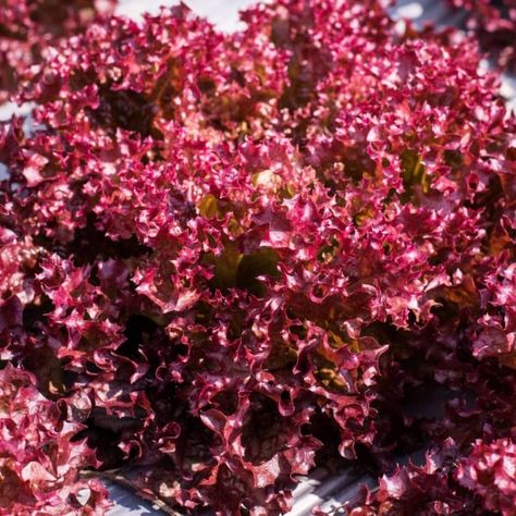 Plant Lettuce, Red Lettuce, Red Leaf Lettuce, Leaf Lettuce, Lettuce Seeds, Unique Vegetables, Rare Seeds, Colored Leaves, Eat The Rainbow