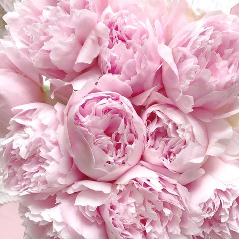 ♡Stay classy Princess♡Pinterest: ♡Princess Ꭿnna-Louise♡ Pink Obsessed, Wedding Flowers Peonies, Pink Wedding Flowers, Peonies Bouquet, No Rain, Wholesale Flowers, Peony Flower, Pink Peonies, Beautiful Blooms