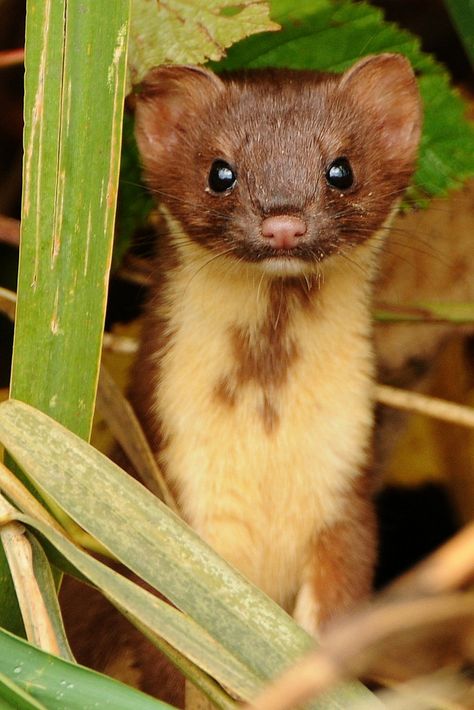 Weasel Pet, Brown Ferret, Blackberry Bushes, Cute Animal Tattoos, Animals Tattoo, Tattoo Nature, Cute Ferrets, Animal Sketches, Animal Tshirt