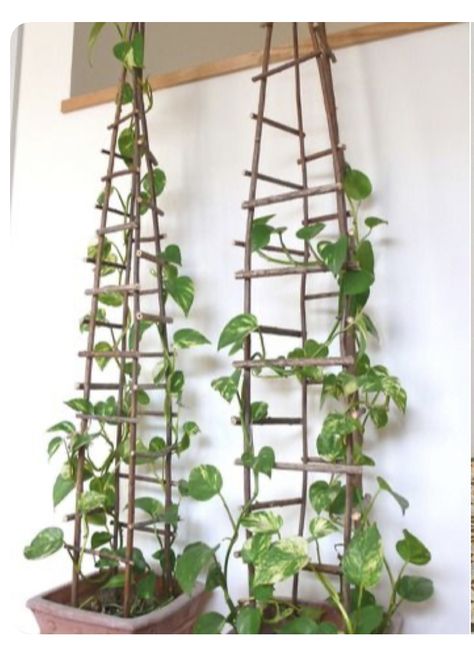 Money Plant Decor Ideas, Organization Apartment, Herb Garden Ideas, Hanging Herb Garden, Diy Garden Trellis, Apartment Hacks, Trellis Ideas, نباتات منزلية, Fresh Kitchen