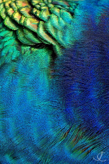 Peacock Colors, Cool Color Palette, Color Board, Peacock Art, Peacock Color, Pet Animals, Color Textures, Blue And Green, Textures Patterns