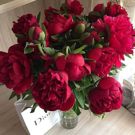 Flowers Photography Peonies, Boquette Flowers, Red Peonies, Flower Therapy, Peonies Bouquet, Trendy Flowers, Beautiful Flower Arrangements, Luxury Flowers, Peony Flower