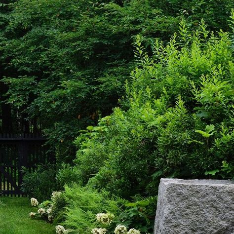 Matthew Cunningham Landscape Design LLC on Instagram: "Bayberry, oakleaf hydrangea, sweetfern, hayscented fern, and carex create a finely textured background for the reclaimed granite dining terrace at #herrickwoods … #matthewcunninghamlandscapedesign #matthewcunningham #mcldllc #mcld #senseofplace #gardensofmassachusetts #massachusettslandscapearchitect #mainelandscapearchitect #nhlandscapearchitect #plantsandplacemaking #placemaking #stonework #hardscape #reclaimedgranite #nativeplants #landscapelovers #landscapelover #residentiallandscapearchitecture #thisislandscapearchitecture #landscapearchitecture #gardensofinstagram #modernrustic #rusticmodern #woodlandgarden #nativeplantgarden #residentiallandscape #patio #landscapedesign #terrace @mcldllc @stonecurators @gformlandscapeconstr Hayscented Fern, Oakleaf Hydrangea, Native Plant Gardening, Woodland Garden, Sense Of Place, Stone Work, Landscape Architect, Native Plants, Modern Rustic