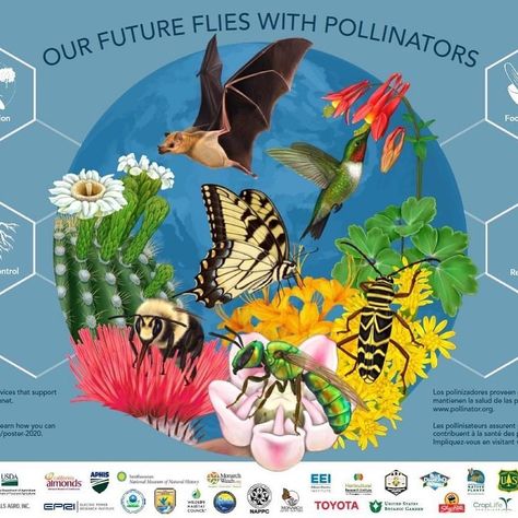 U.S. Botanic Garden on Instagram: “Check out the 2020 Pollinator Poster “Our Future Flies on Pollinators” at www.pollinator.org/poster-2020. You can explore the poster in an…” Pollinators Poster, Pollinating Flowers, About Science, Garden Drawing, Bee On Flower, Flower Essences, Pollinator Garden, Found Art, Happy Earth