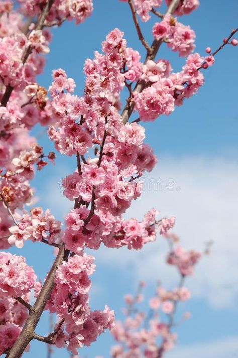 Cherry Blossom Close Up, Cherry Tree Branch, Blossom Painting, Cherry Blossom Painting, Farm Plans, Cherry Blossom Flowers, Cotton Buds, Cherry Blossom Tree, Cherry Tree