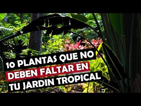 10 PLANTAS que no deben faltar en tu JARDIN TROPICAL - YouTube