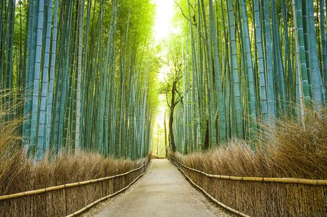 Kyoto, Japan Bamboo Forest. Arashiyama, Kyoto, Japan bamboo forest , #ad, #Bamboo, #Japan, #Kyoto, #Forest, #forest #ad Bamboo Forest Japan, Beautiful Places In Japan, Zhangjiajie, Career Guidance, Bamboo Forest, Kamakura, Destination Voyage, Creative Skills, Kyoto Japan