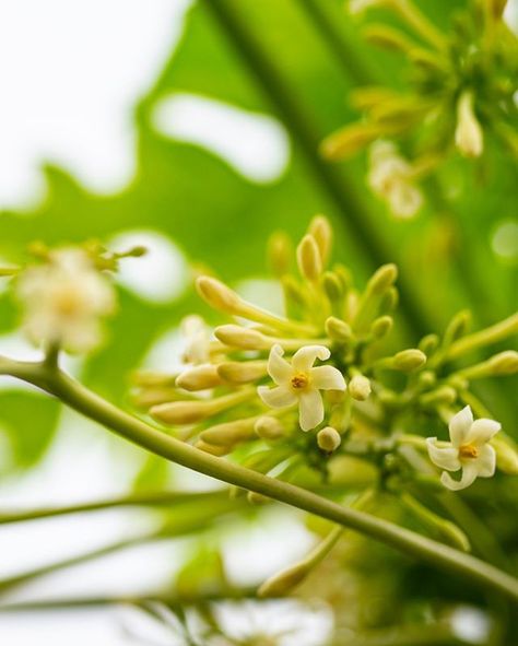 If you are attracted to the Papaya flower, you may be exerting a lot effort and overextending yourself. You may feel the desire to collaborate instead of compete, yet find it difficult to accept help. Being drawn to Papaya flower may indicate that you are reevaluating your relationship to masculine and feminine qualities within yourself.  Just as the enzyme in the fruit is known for its ability to tenderize and soften, the Papaya flower plays a special role in helping our planet recognize the po Overextending Yourself, Papaya Flower, Feminine Qualities, Flower May, Masculine And Feminine, Flower Essences, The Fruit, Our Planet, Papaya