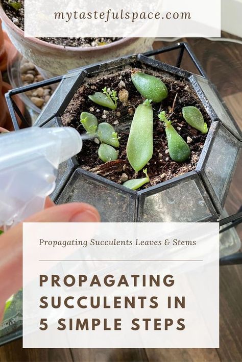 Propagating Succulents Leaves and Stems in 5 Simple Steps - My Tasteful Space Propogate Succulents, Repotting Succulents, How To Propagate Succulents, Succulent Garden Outdoor, Succulents Wallpaper, Succulent Photography, Propagate Succulents, Succulent Garden Indoor, Succulent Landscaping