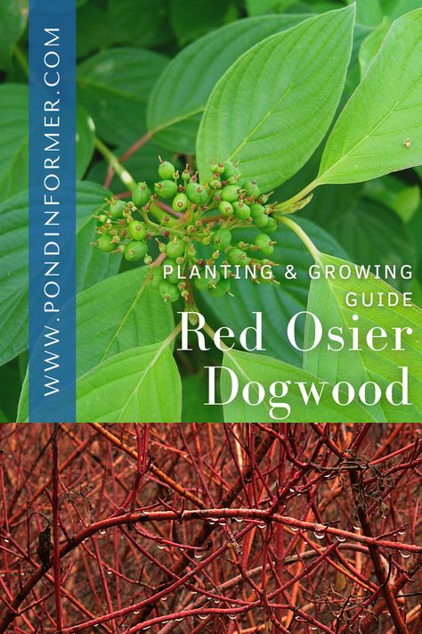 Red Osier Dogwood Landscape, Red Dogwood Shrub, Red Twig Dogwood Companion Plants, Montana Garden, Cornus Sericea, Dogwood Bush, Dogwood Shrub, Longwood Garden, Red Osier Dogwood