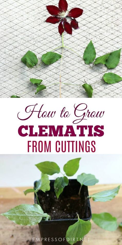 If you have a clematis vine you love (or a friend does), this tip shows you how to take cuttings to create more vines—that's what propagation is. It's a great way to get free plants without much effort. I'll walk you through the steps so you can propagate your vines this spring. by Donna Lynn Jackson Propagating Clematis Vines, Propagating Perennials, Propagating Clematis, Clematis Plant, Landscaping Around Patio, Clematis Care, Clematis Trellis, Propagate Plants, Clematis Plants