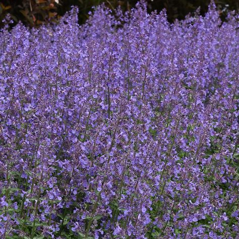 Monrovia 2.5-Quart in Pot Junior Walker Catmint in the Perennials department at Lowes.com Catmint Plant, Best Perennials, Soft Lavender, Lavender Flower, Flower Spike, Garden Living, Lavender Flowers, Lawn And Garden, Gardening Ideas