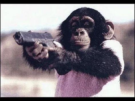 Don’t take a monkey to a gun fight? – Foreign Policy Monkey Memes, جوني ديب, Monkey Pictures, Storytelling Photography, Funny Animal Photos, A Monkey, Monkeys Funny, Silly Animals, Funny Profile Pictures