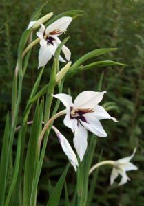 Gladiolus Murielae, Peacock Orchid, Licorice Plant, Master Gardener Program, Summer Bulbs, Herbaceous Border, Planting Ideas, Orchids Garden, Lifelong Learning