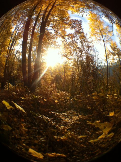 Fall colours in a fishbowl lens! Fishbowl Lens, Fall Colours, Fish Bowl, Fall Colors, Celestial Bodies, Photography