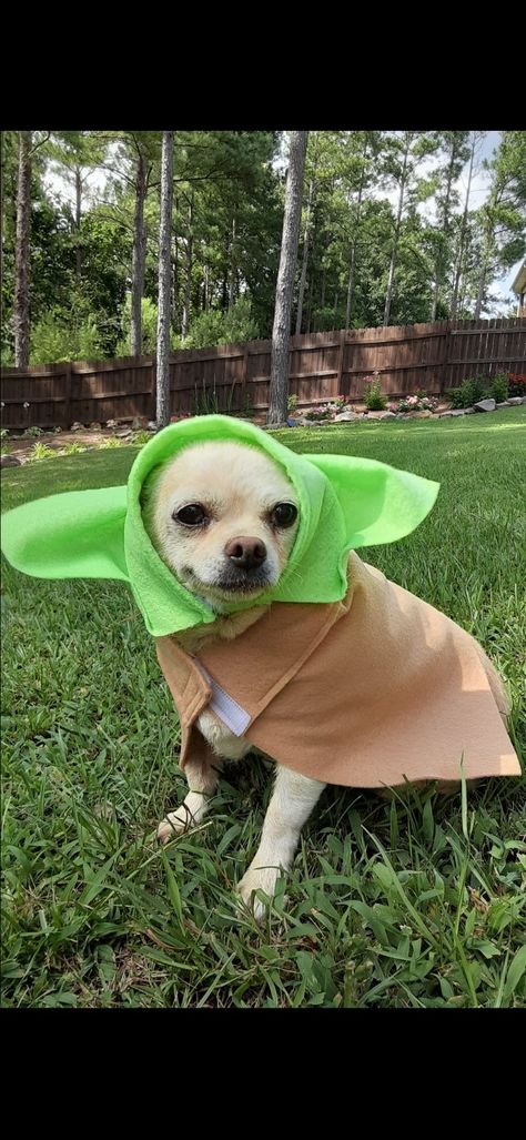 Yoda Dog Costume, Diy Dog Costume, Poodle Halloween, Baby Yoda Costume, Disfraces Ideas, Cute Dog Halloween Costumes, Yoda Costume, Costumes 2023, Halloween Fits