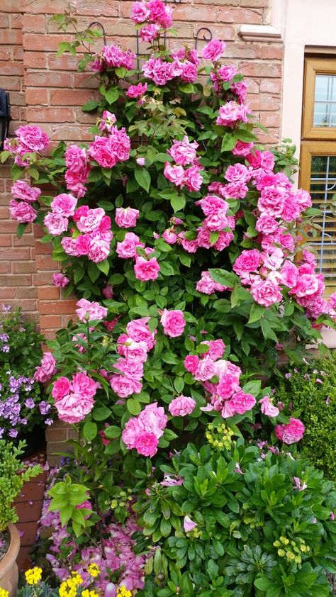 Zephrine Drouhin Rose, Zephrine Drouhin Climbing Rose, Thornless Climbing Roses, Climbing Roses Trellis, Rose Plant Care, Garden Perennials, Flower Containers, Rose Trellis, Climbing Flowers