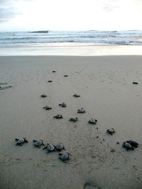 Volunteer in Costa Rica... http://www.oysterworldwide.com/gap-year-in-costa-rica.php Costa Rica Turtle Conservation, Costa Rica Turtles, Vision Board Volunteer, Costa Rica Volunteer, Bali Volunteering, Coata Rica, Costa Rica Sea Turtles, Cost Rica, Turtle Conservation