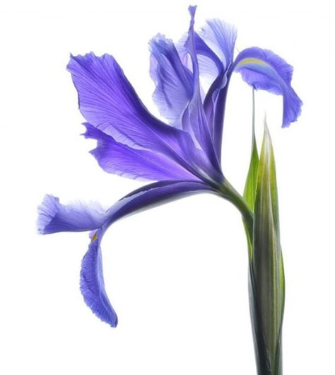 Purple Iris Flowers, Flower Identification, Organic Art, Purple Iris, 3d Texture, Flower Tattoo Designs, Iris Flowers, Australian Artists, Flowers Photography