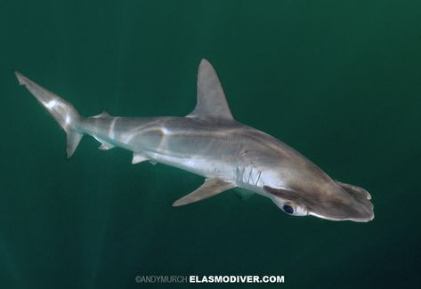 Smooth Hammerhead. La Paz, Mexico. Smooth Hammerhead Shark, Smooth Hammerhead, Drawing Shark, Silly Shark, Shark Board, Hammerhead Sharks, Shark Conservation, Deadly Creatures, Shark Photos