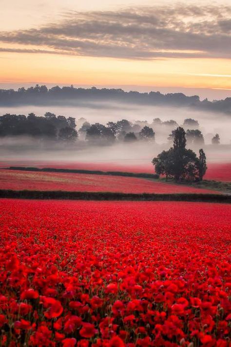 Poppies Drawing, Poppies Flower, Poppies Art, Poppy Fields, Poppies Tattoo, Breathtaking Photography, Poppy Art, Garden Aesthetic, Poppy Field