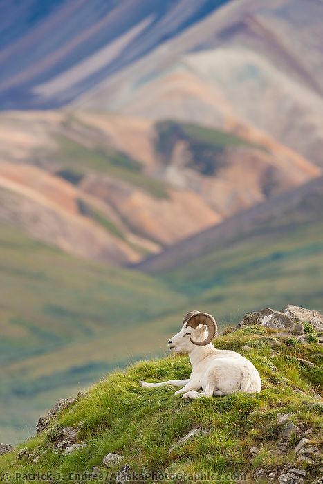 Cool Pictures Of Animals, Willow Project, Dall Sheep, Wild Sheep, Alaskan Wildlife, Listening Device, School Bully, Big Horn Sheep, American National Parks