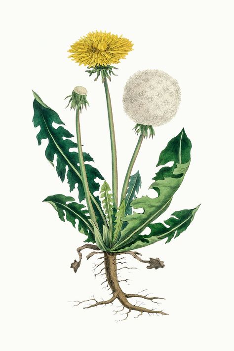 Botanical psd dandelion plant vintage sketch | premium image by rawpixel.com / nook Dandelion Benefits, Dandelion Plant, Botanical Tattoo, Dandelion Flower, Botanical Poster, Illustration Vintage, Plant Illustration, Vintage Botanical, Medicinal Plants