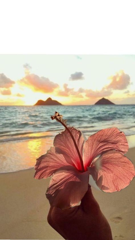 Hubiskis Flower Wallpaper, Hisbusic Flower Wallpaper, Random Highlights, Hibiscus Aesthetic, Y2k Background, Nothing But Flowers, Cute Flower Wallpapers, Ocean Vibes, Orange Aesthetic