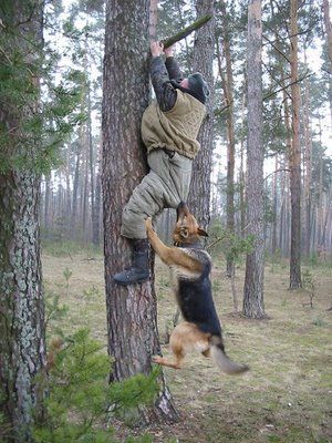 dog chases man up tree Military Working Dogs, Animal Attack, Military Dogs, Funny Dog Pictures, Police Dogs, 웃긴 사진, Working Dogs, Service Dogs, German Shepherd Dogs