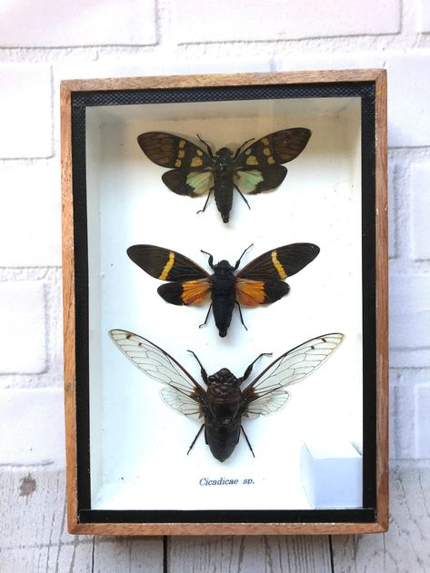 Bug Taxidermy, Academia Library, Christmas Presents For Friends, Insect Taxidermy, Deep Shadow Box, Carpenter Bee, Bug Collection, Beetle Bug, Wooden Display