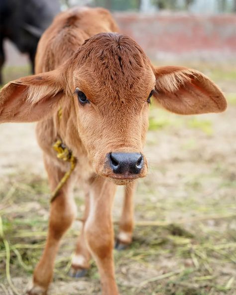 Gir cows are an Indian-born breed native to the Gir hills and forests of the Kathiawar Peninsula (Credit: Meenakshi Vashistha/Alamy) Tamarind Dressing, Corn Tamales, Making Ghee, Lamb Skewers, Puerto Rican Cuisine, Blood Sausage, Krishna Flute, Cow Pictures, Gift From Heaven