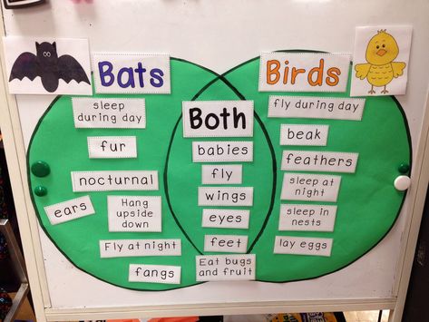 Bat Worksheets, Bats Preschool, Stellaluna Activities, Bat Activities, Addition And Subtraction Activities, First Grade Themes, Bats Unit, Science Plants, Night Animals