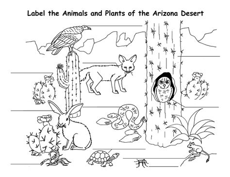 Desert Coloring Pages - Best Coloring Pages For Kids Desert Animals Drawing, Desert Animals Printable, Desert Coloring Pages, Desert Animals And Plants, Arizona Animals, Desert Habitat, Rock Cactus, Collage Quilts, Trip Activities