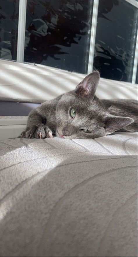 Grey Cat Personality, Russian Blue Aesthetic, Russian Blue Cat Aesthetic, Aileen Core, Gray Cat Aesthetic, Mood Cat, Russian Blues, Russian Blue Kitten, Russian Cat